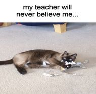 school memes
